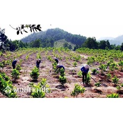 Đất sử dụng hợp pháp trước năm 1993 có được sổ đỏ không?