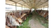 Xây dựng chuồng trại chăn nuôi có phải xin phép xây dựng không?