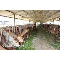 Xây dựng chuồng trại chăn nuôi có phải xin phép xây dựng không?