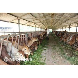 Xây dựng chuồng trại chăn nuôi có phải xin phép xây dựng không?