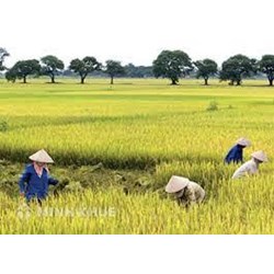 Quy định sử dụng đất nông nghiệp để trồng cây lâu năm, cây ăn quả hoặc trồng lúa kết hợp nuôi trồng thủy sản