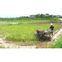 Lấn chiếm đất đất trồng lúa bị xử phạt bao nhiêu và biện pháp khắc phục hậu quả là gì ?