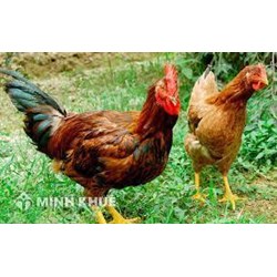 Thuế giá trị gia tăng với mặt hàng thịt gia cầm là bao nhiêu?