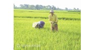 Không trực tiếp sản xuất đất nông nghiệp có được nhận chuyển nhượng đất trồng lúa không?