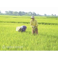 Không trực tiếp sản xuất đất nông nghiệp có được nhận chuyển nhượng đất trồng lúa không?