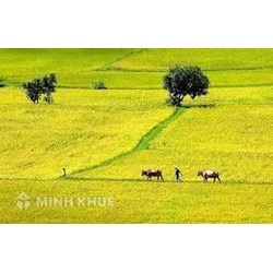 Nên tặng cho hay chuyển nhượng quyền sử dụng đất cho con cái ?