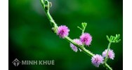 Giáo viên mầm non được nghỉ hè bao lâu?