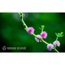 Giáo viên mầm non được nghỉ hè bao lâu?