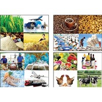 Nhóm ngành Nông nghiệp, Lâm nghiệp và Thủy sản theo quy định mới