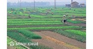 Mẫu hợp đồng cho thuê đất năm 2024 mới nhất có Tải File Word