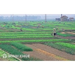 Mẫu hợp đồng cho thuê đất năm 2024 mới nhất có Tải File Word