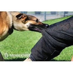 Vật nuôi gây tai nạn giao thông thì chủ có phải bồi thường không ?  