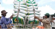 Điều kiện kinh doanh xuất khẩu gạo theo quy định mới nhất