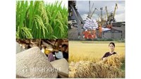 Mẫu đơn đề nghị cấp giấy chứng nhận đủ điều kiện kinh doanh xuất khẩu gạo