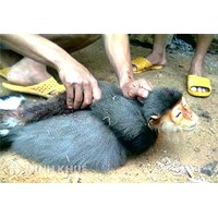 Săn bắt, giết, nuôi, nhốt, vận chuyển, tàng trữ, buôn bán... động vật quý hiếm có thể bị truy cứu trách nhiệm hình sự