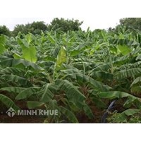 Thủ tục hòa giải tranh chấp đất đai tại ủy ban nhân dân xã ? Cách  đòi lại tài sản từ người bán đất ?