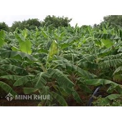 Thủ tục hòa giải tranh chấp đất đai tại ủy ban nhân dân xã ? Cách  đòi lại tài sản từ người bán đất ?