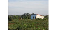Đất sử dụng ổn định lâu dài không tranh chấp có được cấp sổ đỏ?