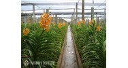 Có được xây nhà lưới trồng phong lan trên đất trồng cây hàng năm không?