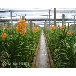 Có được xây nhà lưới trồng phong lan trên đất trồng cây hàng năm không?