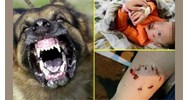 Thả rông chó cắn chết người, chủ nuôi có phải chịu trách nhiệm gì?