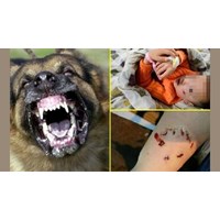 Thả rông chó cắn chết người, chủ nuôi có phải chịu trách nhiệm gì?
