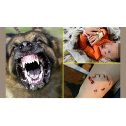 Thả rông chó cắn chết người, chủ nuôi có phải chịu trách nhiệm gì?