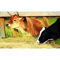 Bảo hộ nhãn hiệu hàng hóa độc quyền cho sản phẩm thức ăn cho gia súc, động vật