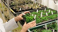 Quy định về từ chối cấp Bằng bảo hộ giống cây trồng và khiếu nại thông báo từ chối