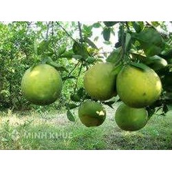 Thẩm định nội dung đơn đăng ký bảo hộ giống cây trồng được quy định như thế nào?