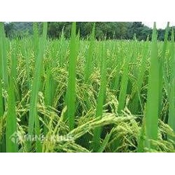Quyền của chủ bằng bảo hộ trong trường hợp bị bắt buộc chuyển giao quyền sử dụng giống cây trồng được quy định như thế nào?