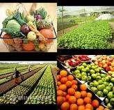 Đầu tư trực tiếp nước ngoài (FDI) vào lĩnh vực nông nghiệp thực trạng và chính sách (1)