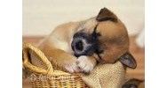 Quy định về việc nuôi chó, mèo theo quy định pháp luật ?