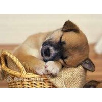 Quy định về việc nuôi chó, mèo theo quy định pháp luật ?