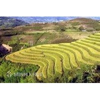 Thời hạn và hạn điền - Những thúc giục từ thực tế