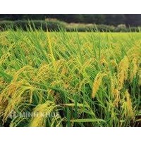 Tư vấn mua bán đất nông nghiệp (đất ruộng) ?  Có nên mua bán nhà khi chỉ có giấy viết tay ?