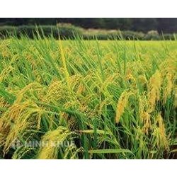 Tư vấn mua bán đất nông nghiệp (đất ruộng) ?  Có nên mua bán nhà khi chỉ có giấy viết tay ?