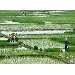 Supporting the application of good agricultural practice to rice, coffee