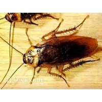 Tư vấn ngành nghề kinh doanh có điều kiện?