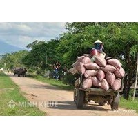 Truy cứu trách nhiệm hình sự và mức bồi thường đối với với hành vi gây tai nạn giao thông?