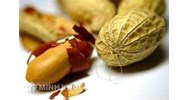Mẫu hợp đồng nhập khẩu lạc nhân bằng tiếng việt và tiếng anh