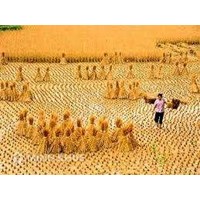 To 2016, Finish fast alert warning on food security