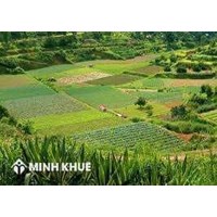 Điều kiện, thủ tục đăng ký tách thửa đối với đất nông nghiệp?