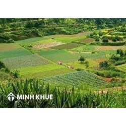 Điều kiện, thủ tục đăng ký tách thửa đối với đất nông nghiệp?