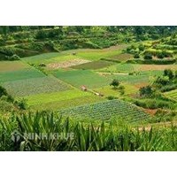 Tư vấn mức tiền thuế sử dụng đất nông nghiệp?