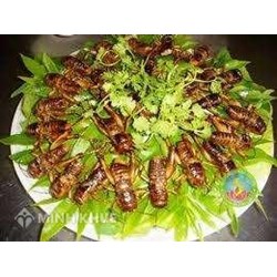 Tư vấn thuế và các vấn đề liên quan tới việc xuất khẩu côn trùng đông lạnh?