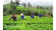 Mẫu đơn đề nghị hỗ trợ của tổ hợp tác mới nhất