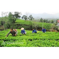 Mẫu đơn đề nghị hỗ trợ của tổ hợp tác mới nhất