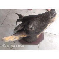 'Ăn đòn' vì mua 'thần dược' phòng the trên mạng