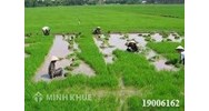 Tư vấn về chuyển nhượng đất ruộng?